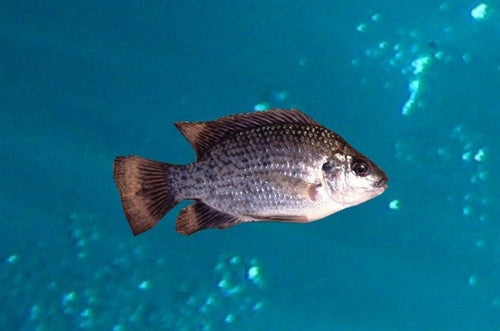 Black Tilapia