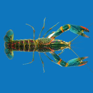 Red Claw Crayfish