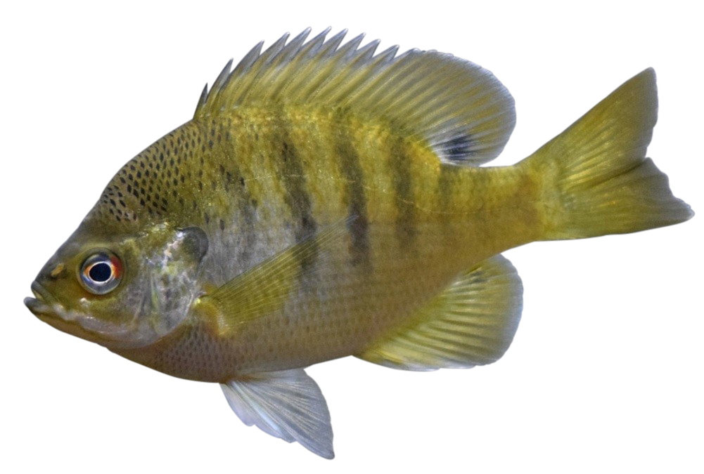 Bluegill